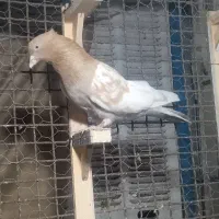 کله زرد کاکلی نر