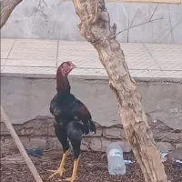 خروس لاری اصل 8ماه