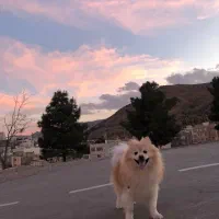 گمشده