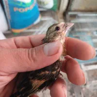 جوجه سهره قناری جوجه اول به شرط نری