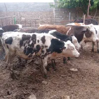 سیمینتال نر قرمز و قهوه ایی وگوساله ماده هلشتاین