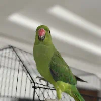 طوطی ملنگو ۵ماهه