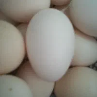 تخم مرغ محلی نطفه دار اروندکنار