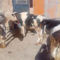 6 عدد گوساله ماده داشتی درجه یک