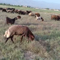 قوچ فروشی جوان