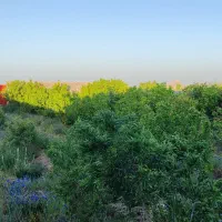 خانه-باغ