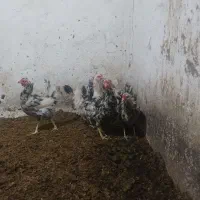 مرغ گلین