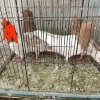 کفتر کله زردنر 2 وماده کله زردپرشی وجوجه کله7رنگ