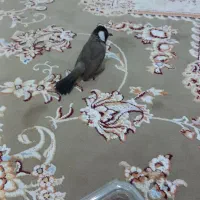 سهره اهوازی رام ۲تا