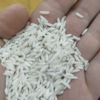 برنج هاشمی درجه یک