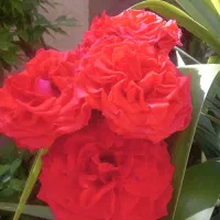 باغشهری گلستانه دالین