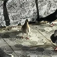 ماده پرشی‌زرد دو خط