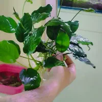 گیاه اکواریومی انوبیاس