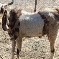 فروش تیشتر