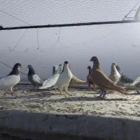 کفتر زرد سرخ .شهری .