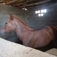 کره اسب مادیان درشوری اصیل