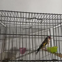 سهره نربخون شلاقی جوجه سال