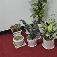 گله دونی و پلوار بندی
