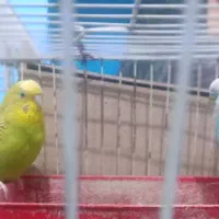 یک جفت مرغ عشق