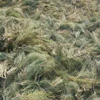 افدرا  ریش بزی