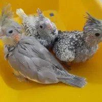 جوجه عروس هلندی