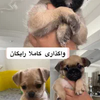 به یک صاحب مسئول و دلسوز واگذار می‌شود