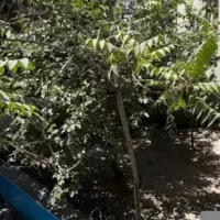 ۵۰۰ متر ویلایی ۴خواب کارو اداری