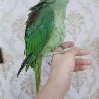 جوجه شاه طوطی چلوندنی