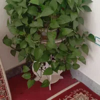 گل‌های زیبا
