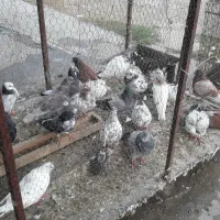 ۳۶ عدد کبوتر جوجه و بالغ یکجا و تک