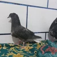 جفت کفتر اشعل دم سفید