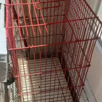 قفس عروس هلندی