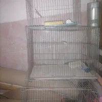 قفس پرنده