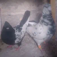 ۲عدد کبوتر گرفتنی