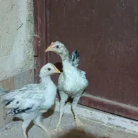 دوعدد جوجه