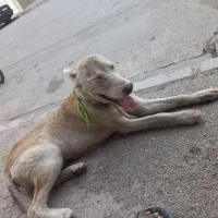 توله سگ هاسکی