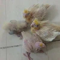 جوجه عروس هلندی دونه ۵۵۰ آماده یادگیری سرحال