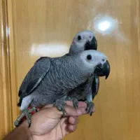 جوجه کاسکو دم قرمز سرلاکی و دانه خور