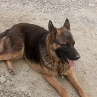 سگ ژرمن