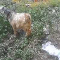 بزغاله نروماده علفخور....