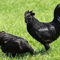 مرغ و خروس  جهت خون قربانی