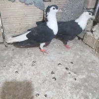 ماده کفتر  رنگه