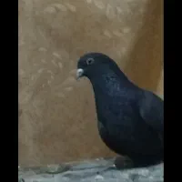 کبوتر