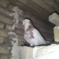 طوقی|پرنده|کبودرآهنگ, |دیوار