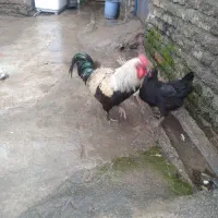 فقط خروس چهل تاج خوش رنگ