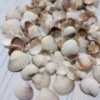 صدف درهم دریایی شمال