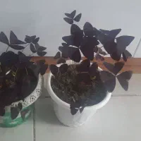 گل پروانه ای