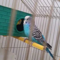 معاوضه با هر چیزی که بکارم بیاد
