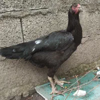 مرغ و خروس لاری به شرط