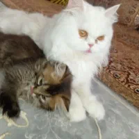 پرشین سفید